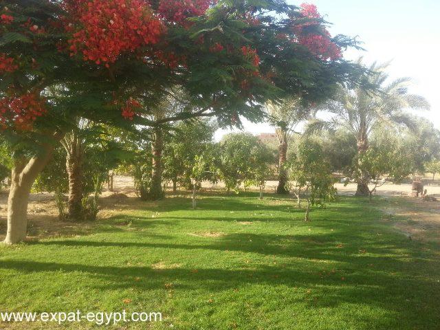 Egypt, Obour City,Orabi Compound  ten acres of Land for Sale