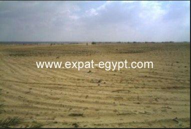 Land for sale  in Sheikh Zayed, Allocation of Schools